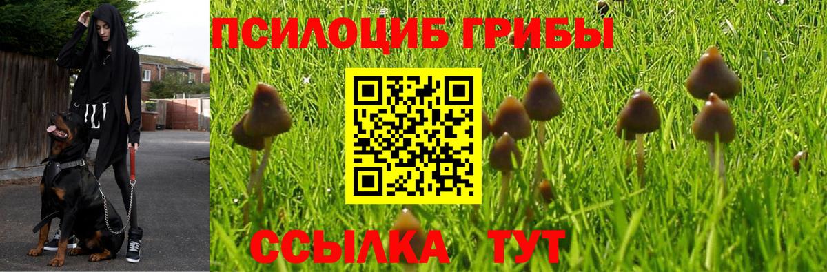 Псилоцибиновые грибы Psilocybine cubensis Комсомольск-на-Амуре